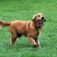 toby jugando con la pelota de tenis